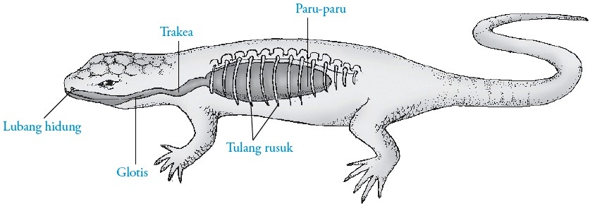  Sistem  Pernapasan  pada  Kadal Reptil  