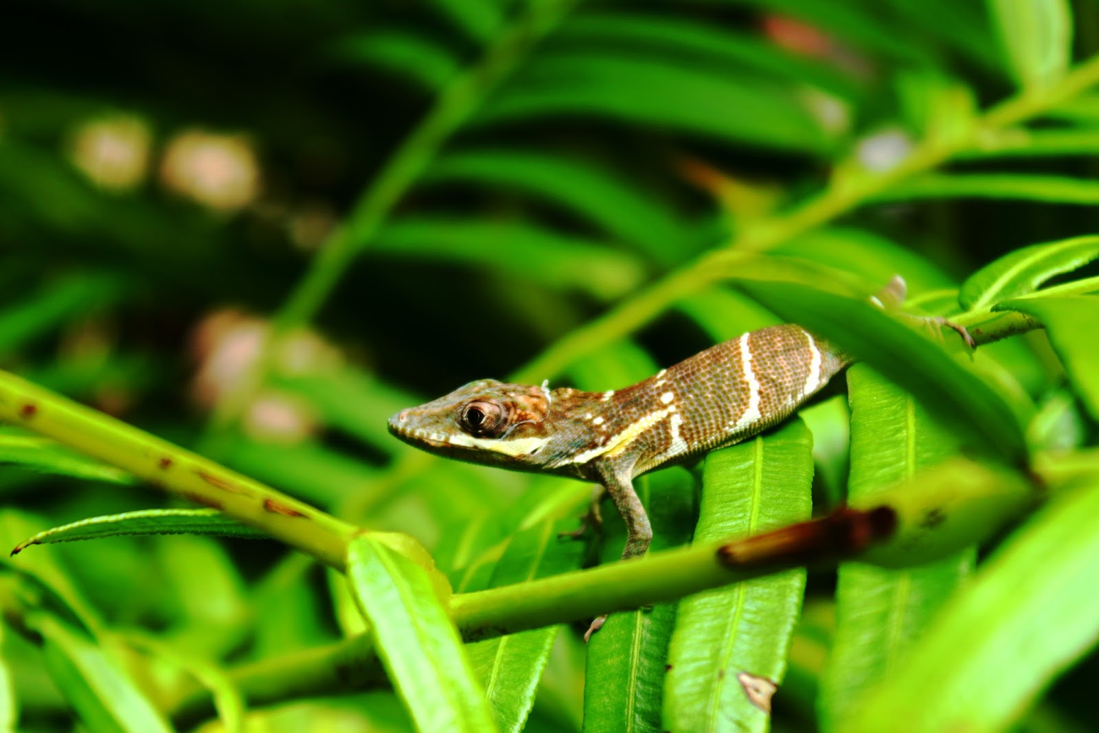 Photo Shoot New York, Lizards, and More!