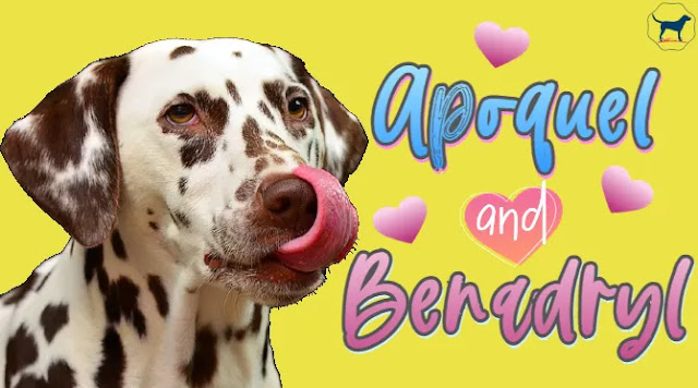 Image showcasing Using a How Much Benadryl Can I Give My Dog Calculator Safely