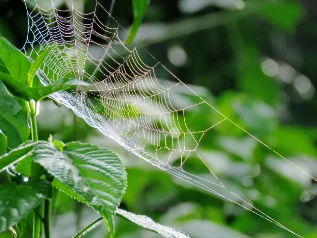 Spiderweb near Bigodi Wetlands in Uganda