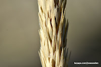 American Beach Grass - Ammophila breviligulata