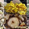 12 Jenis Jamur Yang bisa Dikonsumsi