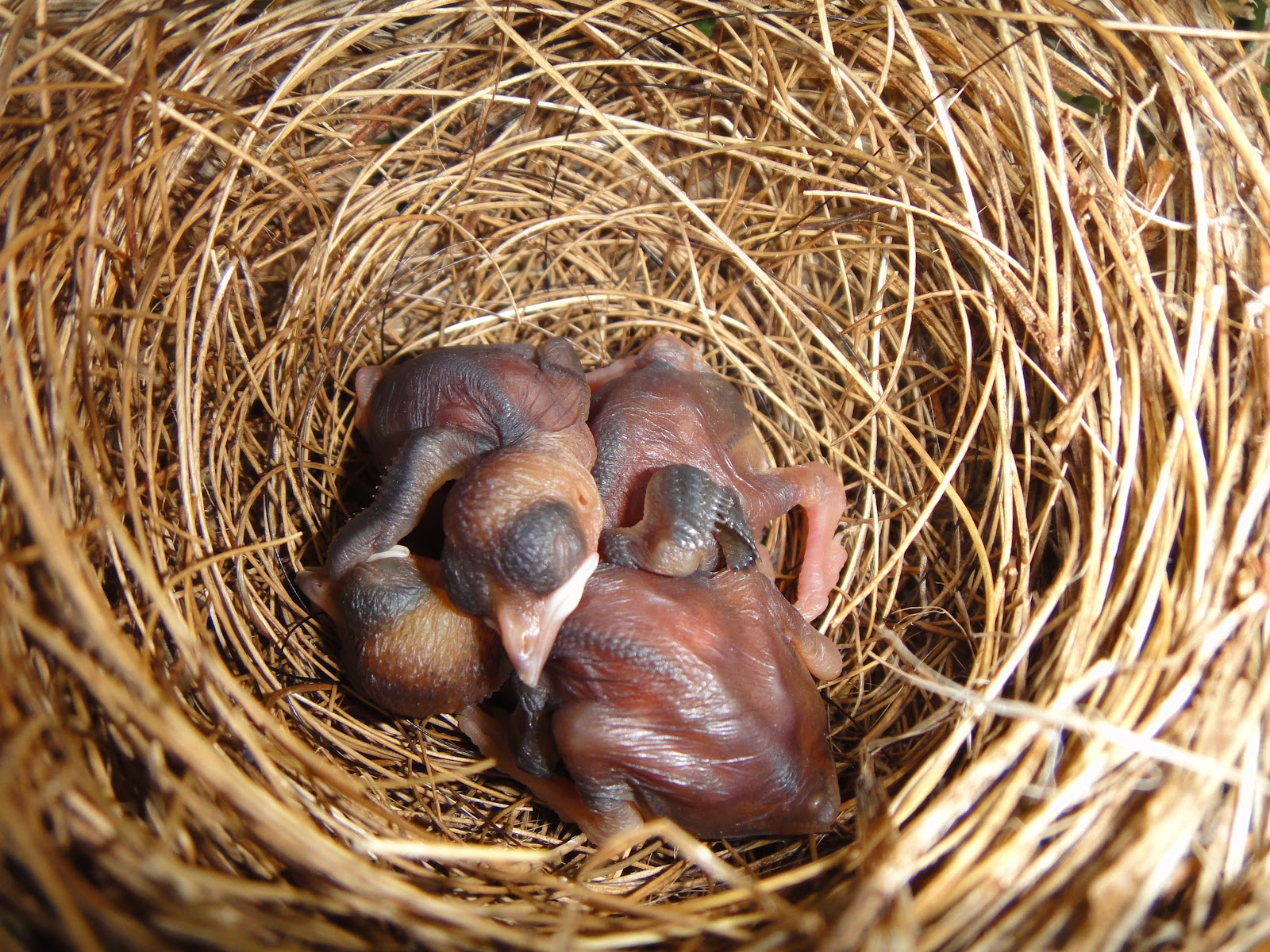 We're out to discover! ) Bird Hatching Experience