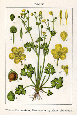 Ranunculus spp.