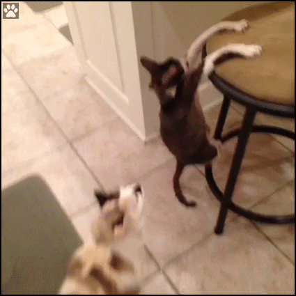 Weird Cat GIF • Clumsy cat with long arms hanging on chair. “HALP bro, I have made a huge mistake!” Weird Cat GIF • Clumsy cat with long arms hanging on chair. “HALP bro, I have made a huge mistake!”