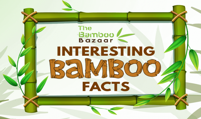 Interesting Bamboo Facts for the Curious Mind 