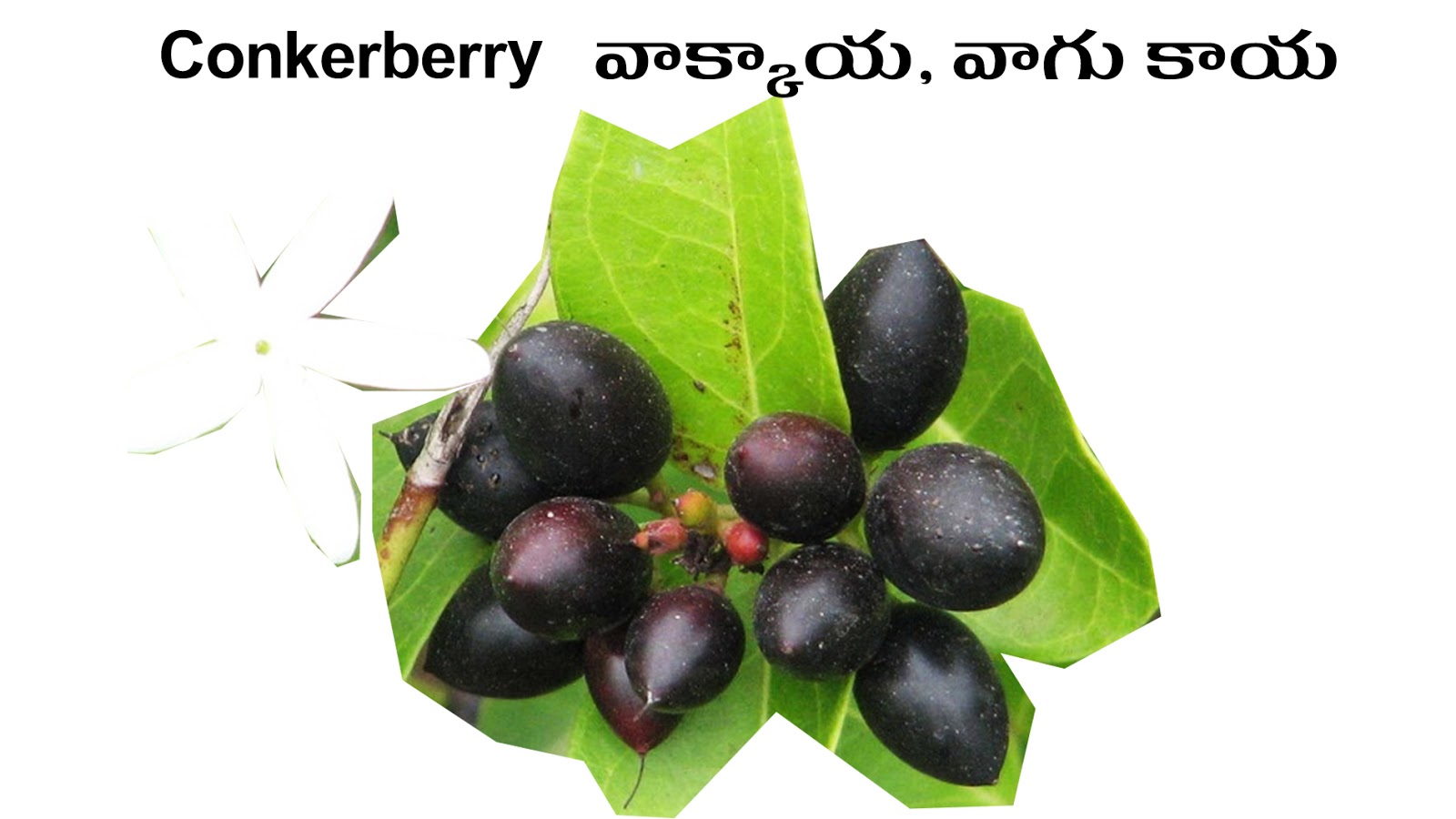 FRUITS PHALAMULU Picture Dictionary English Telugu