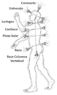 Chakras y sus ubicaciónes