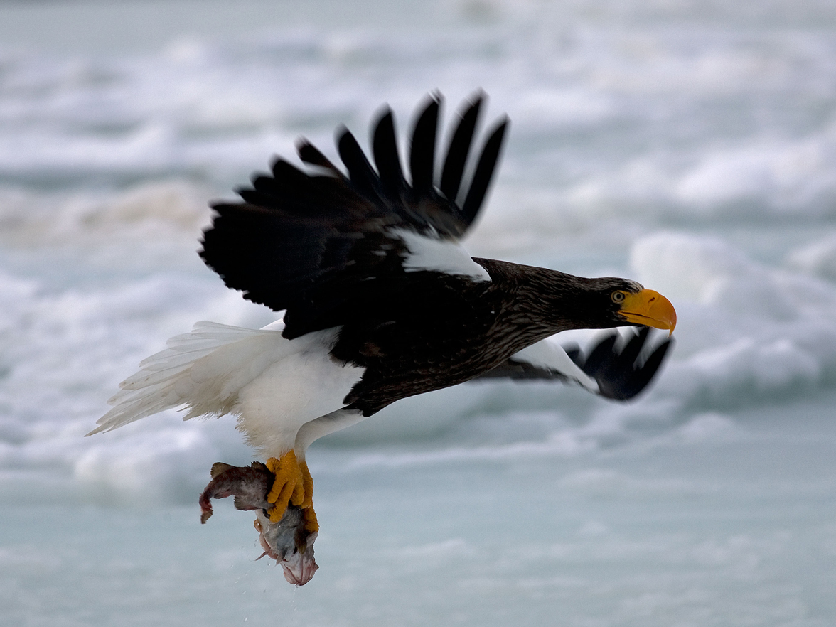 Sea Eagle Bird Info & Latest Cute Pictures All Wildlife Photographs