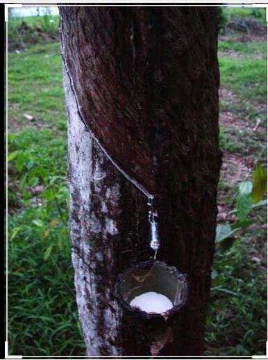 للمطاط أنواع واستخدامات عديدة تعرف عليها للمطاط أنواع واستخدامات عديدة تعرف عليها