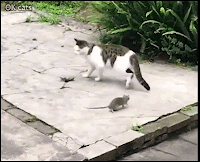 Hilarious Cat GIF • Infinite loop • Real Tom & Jerry adventures. Crazy rat chasing a fearful cat haha