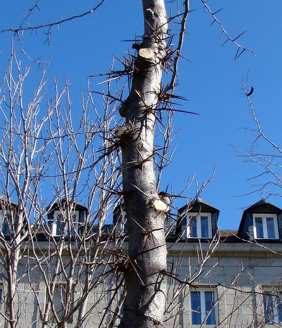 Acacia de tres espinas (Gleditsia triacanthos L.).