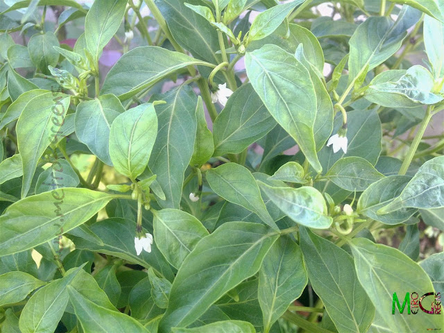 Metro Greens: Green Chilli Plant in Bloom Metro Greens: Green Chilli Plant in Bloom
