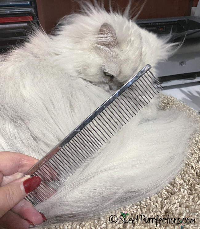 25+ persian cat lion haircut JohanneAngelo