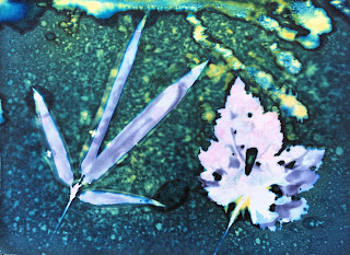 Bamboo and anemone wet cyan print, from MQU, by Sue Reno