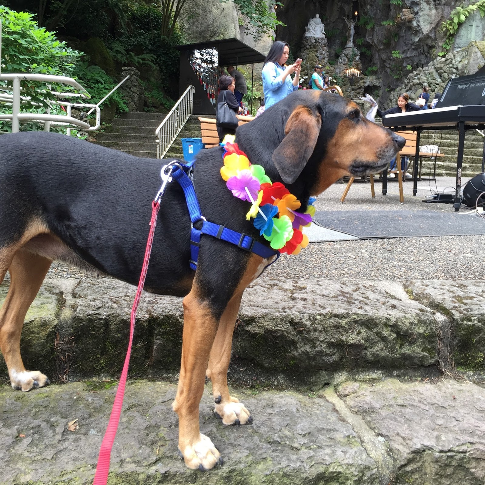 Cinnamon the Traveling Coonhound Cinnamon at the Blessing of the