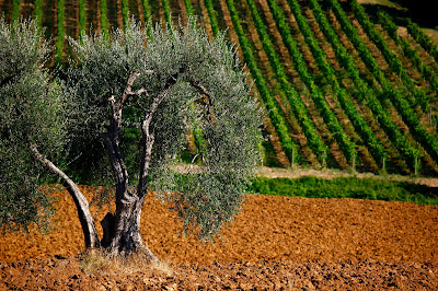 enoturismo montalcino