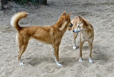 alt="jerarquia del dingo"