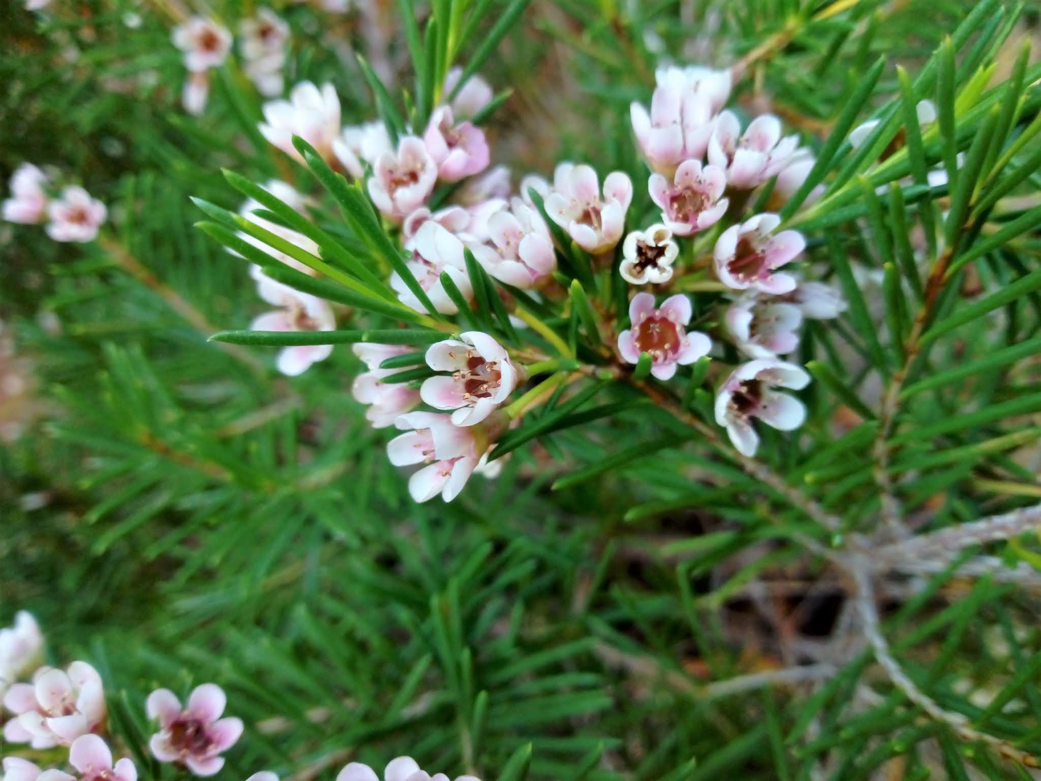 Chamelaucium uncinatum Desf. (Flor de cera).