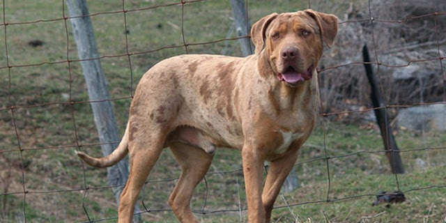 Catahoula bulldog