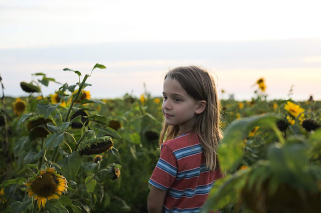 Rhosilli Sunflowers