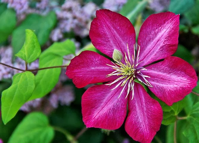 Клематис данута описание фото Клематис Danuta Пулков Сад