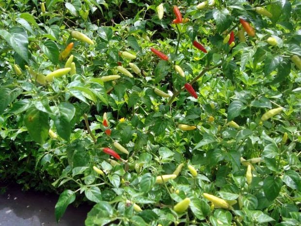 menanam bibit cabe rawit