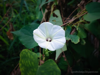 White Blooming Flower Of Wild Vine Plants Grow In The Fields North Bali Indonesia