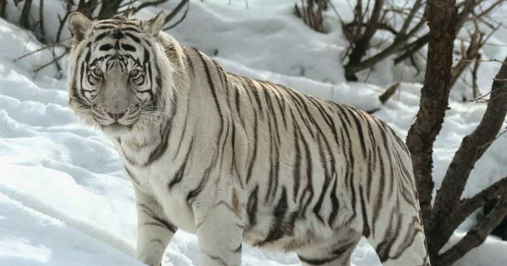  Gambar  Harimau Putih  Yang Sangar Gambarnya Gambar 