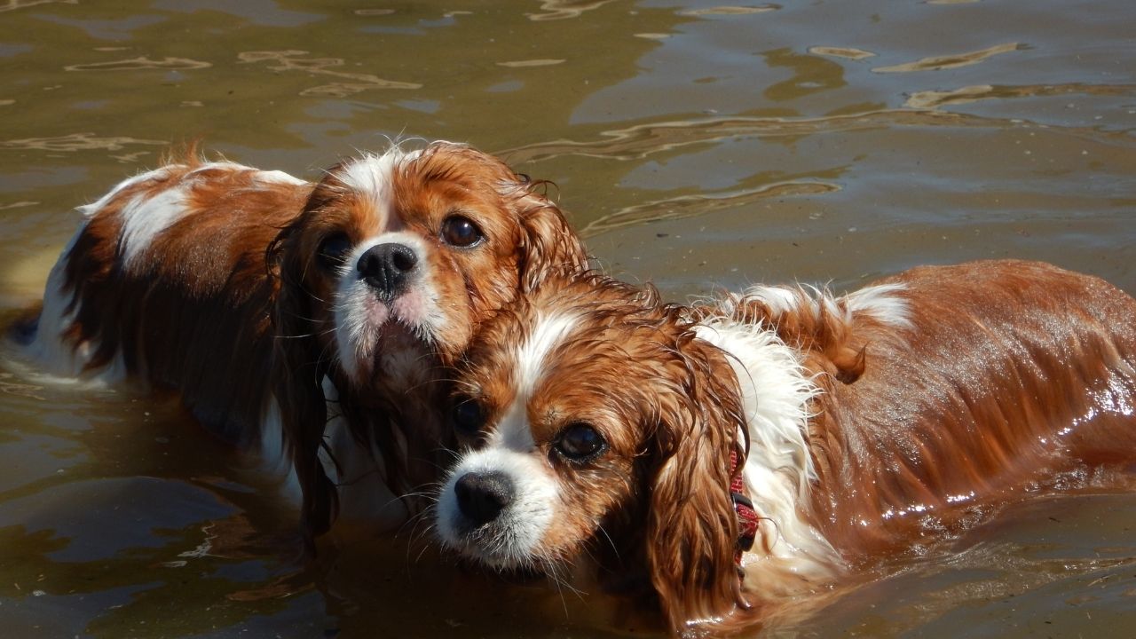 Are Cavalier King Charles Spaniels Good Swimmers?