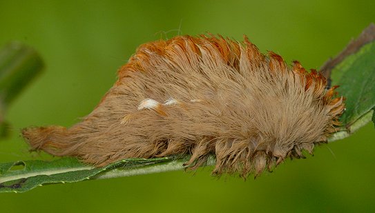 New Post Puss Caterpillar