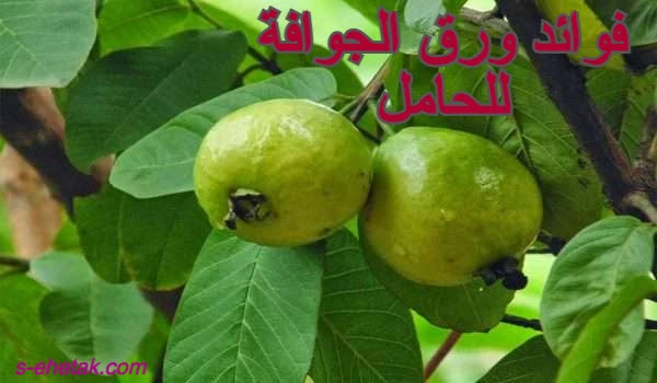 فوائد ورق الجوافة للحامل