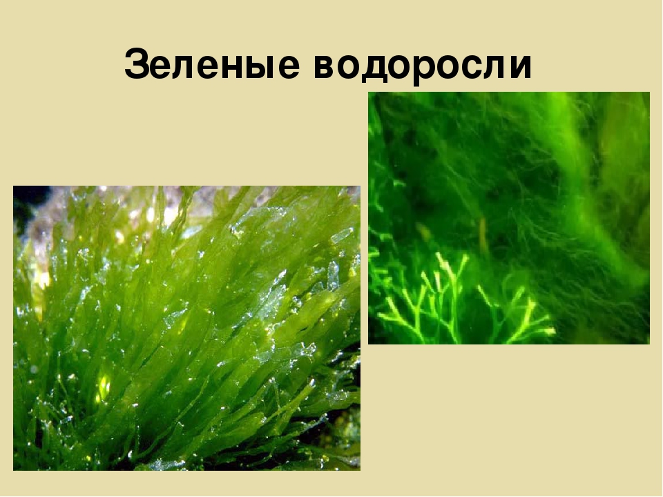 Водоросли 5 букв. Зеленые водоросли биология названия. Зеленые водоросли 5 класс биология. Зеленые водоросли класса Chlorophyta. Зеленыводоросли виды и названия.