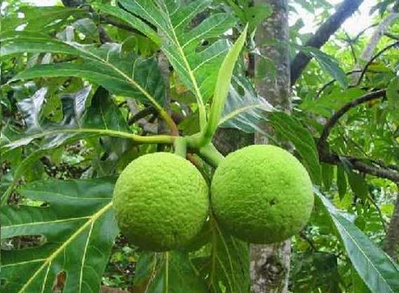 Breadfruit Eating Skin Health Medical Advantages | HOW CAN DONE