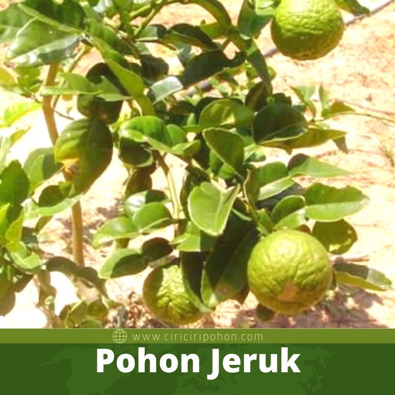 Pohon Jeruk