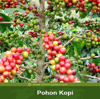 ciri ciri pohon kopi