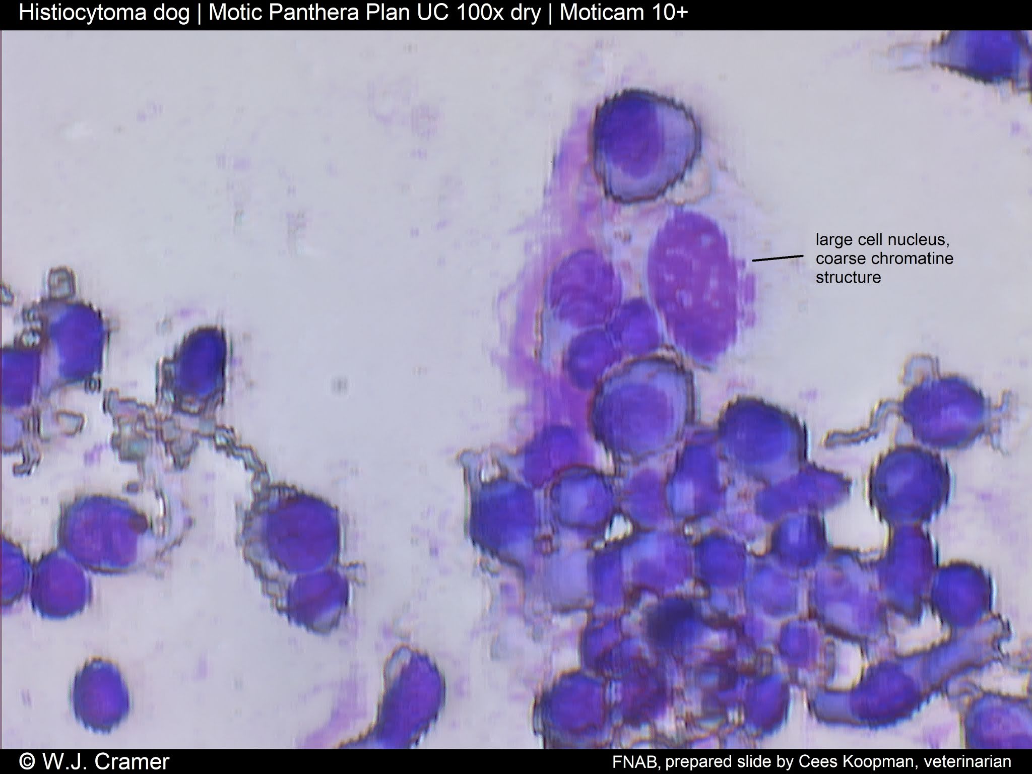 Motic Europe Blog Cutaneous Histiocytoma dog Motic Europe Blog Cutaneous Histiocytoma dog