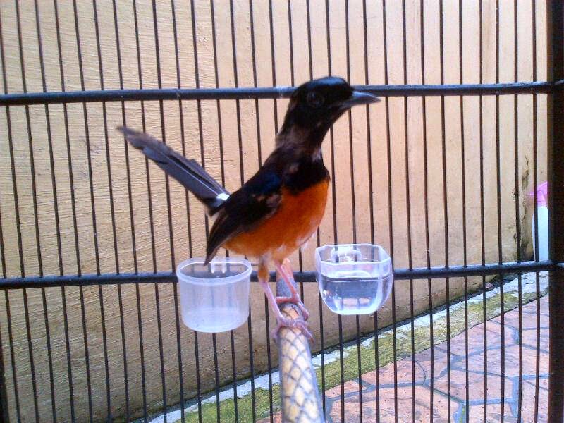 Fram Mas ANAKAN MURAI BATU USIA 5 BULAN mahar Rp.1.700.000