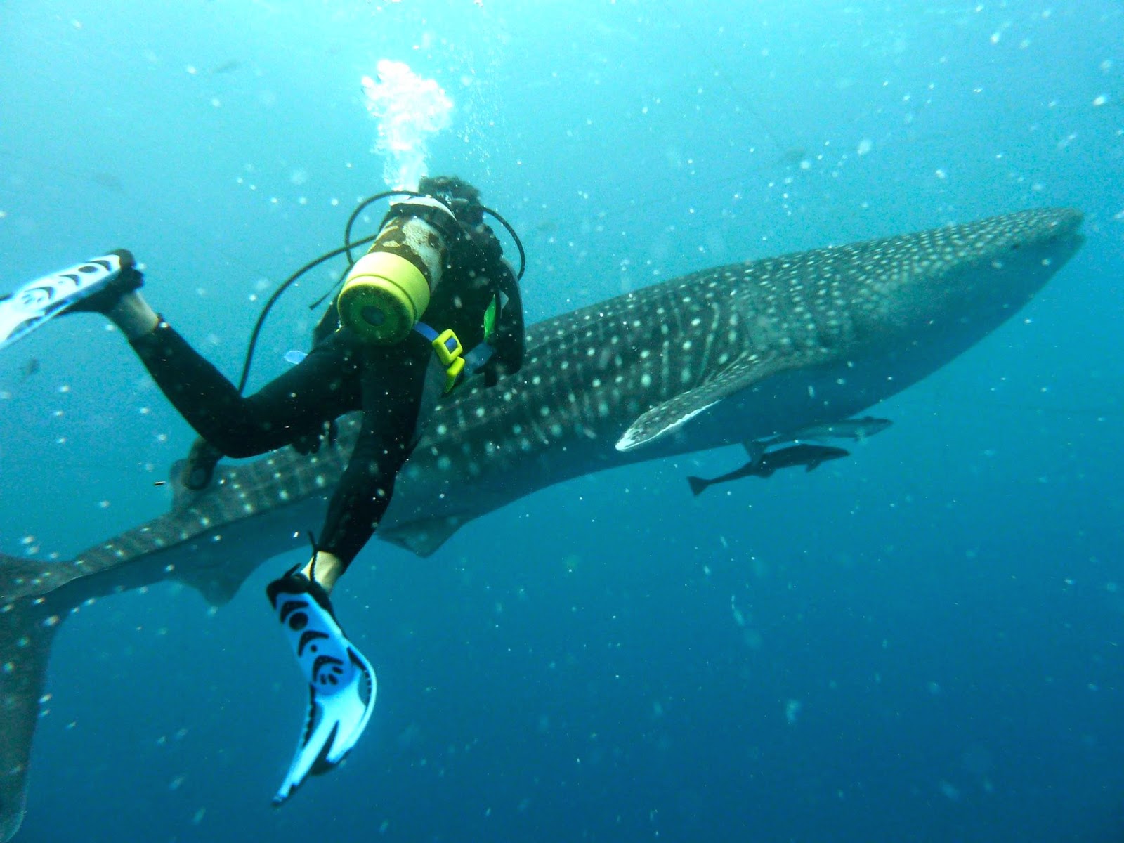 Relentless Financial Improvement Scuba diving in Okinawa, Japan