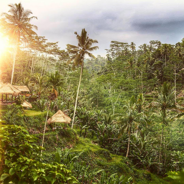 The amazing Tegalalang Ricefields Ubud, Bali,things to do in bali,bali destinations guide map for couples families to visit,bali honeymoon destinations,bali tourist destinations,bali indonesia destinations,bali honeymoon packages 2016 resorts destination images review,bali honeymoon packages all inclusive from india,bali travel destinations,bali tourist destination information map,bali tourist attractions top 10 map kuta seminyak pictures,bali attractions map top 10 blog kuta for families prices ubud,bali ubud places to stay visit see