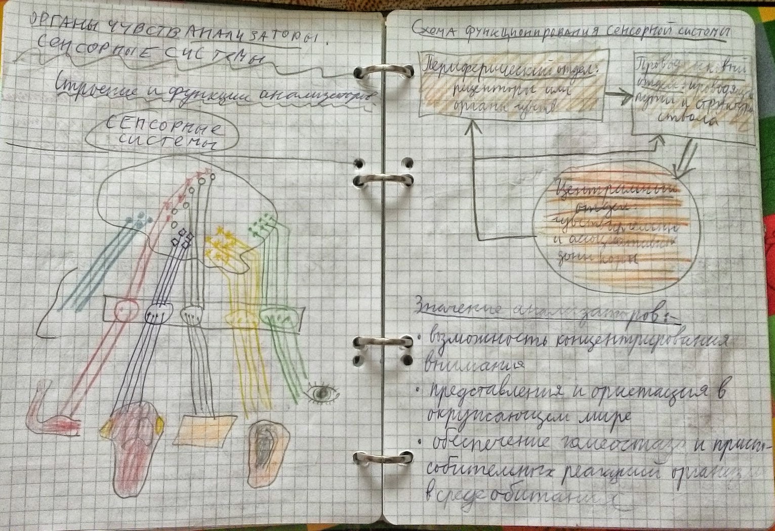 Анатомия конспекты 1 курс. Красивые конспекты по анатомии с рисунками. Конспекты по анатомии студентов. Конспекты 1 курс. Как оформить военный конспект.