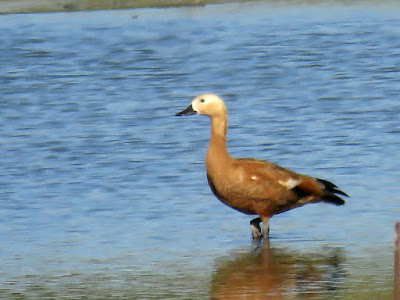 Tarro canelo (Tadorna ferruginea)