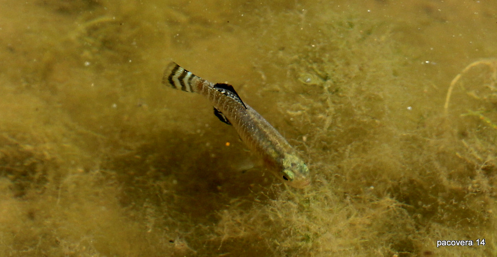 CH´USAY (APHANIUS BAETICUS)