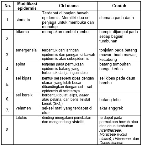 Pasangan yang tepat antara jaringan tumbuhan dan fungsinya adalah