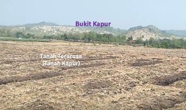 Tanah Terarosa Tanah Kapur Pengertian Ciri Ciri Pemanfaatan Dan Persebarannya