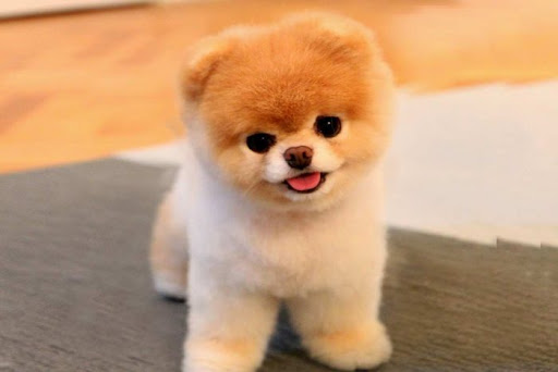 pomerania oso de peluche precio