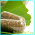7 Obat Pelangsing Herbal Paling Populer dan Ampuh Langsingkan Perut