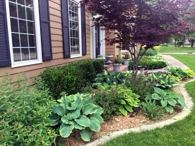 Ruby Slippers Oakleaf Hydrangea A Native Compact Flowering Shrub