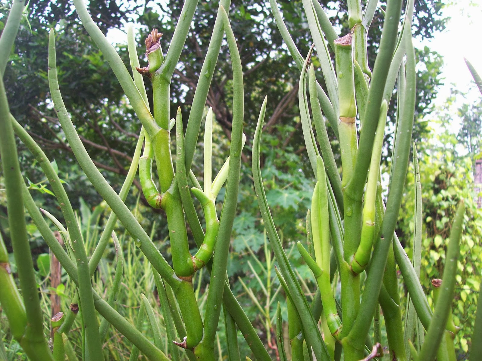 JUAL ANGGREK  TANAH  cara  menanam  anggrek  tanah  vanda doglas