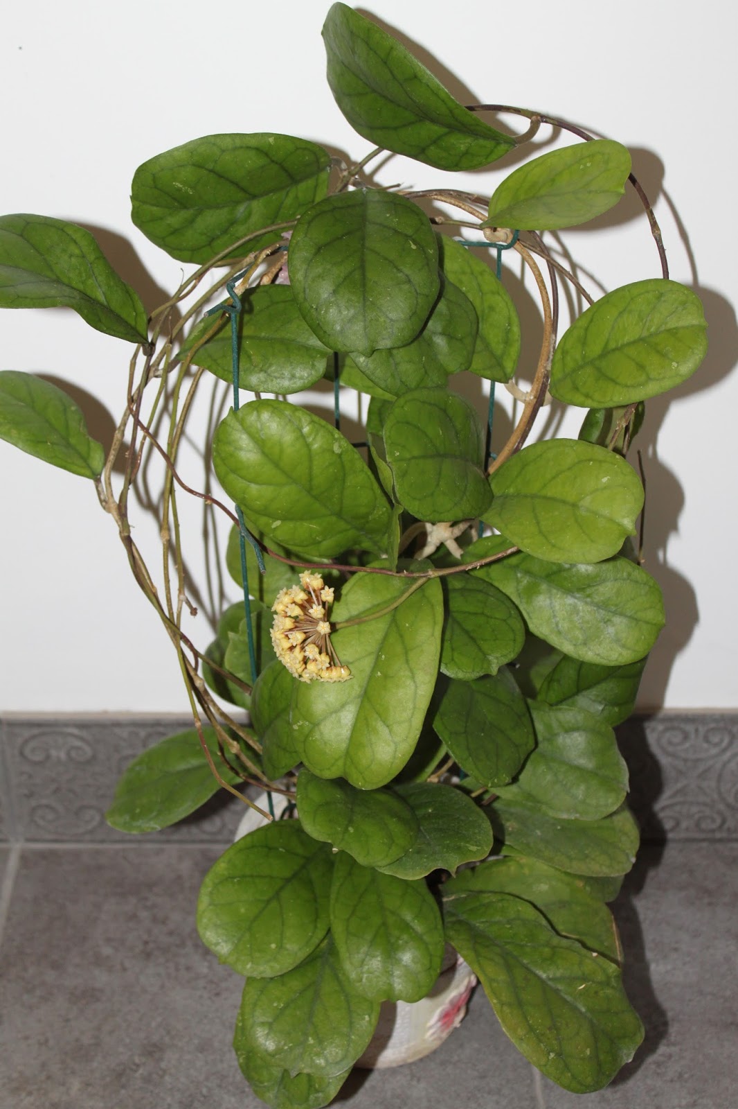 Hoyapassion Hoya 'Viola'